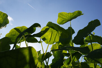 Natura