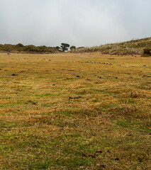 Grassland with few laurel trees bellow famous Fanal in Madeira