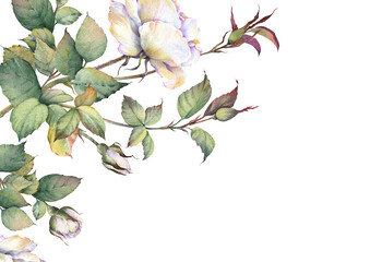 Floral card with white roses. Wedding, birthday or holiday card template. Watercolor illustration in vintage style.