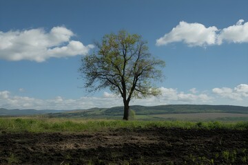 Between destruction and hope, a tree that splits the world in two, one surrounded by polluting plants and the other by unspoiled open fields
