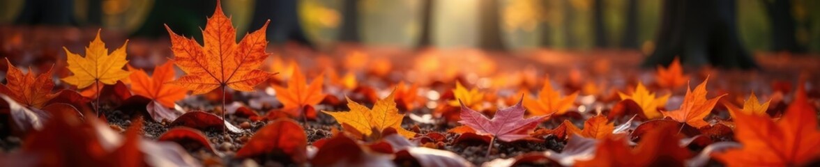 Brown and red maple leaves carpeting the ground, woodlands, nature, maple leaves