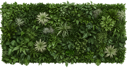 Dense green vertical garden wall with various leafy plants. Isolated on a transparent background.