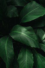 Obraz premium Natural dark leaves in background style (PHOTO)
