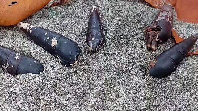 A group of hermit crabs or umang-umang (hermit crabs) on the sand crawling on the edge of the sea