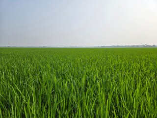 green wheat field