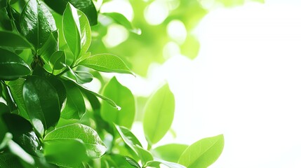 Lush Green Leaves With Dew Drops in Bright Sunlight