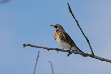 winter thrush (Turdus pilaris) perched on a tree branch