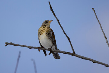 winter thrush (Turdus pilaris) perched on a tree branch