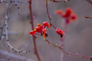 rosehips eaten by birds on a branch