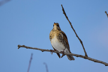 winter thrush (Turdus pilaris) perched on a tree branch