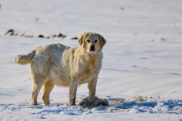 a dog in a snowy field on a winter day