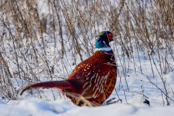A male (Phasanius colchicus) in a field during winter.