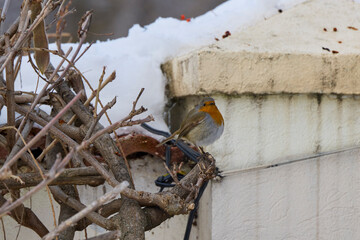(Erithacus rubecula), also called the red robin, seeks out the fruits of Pyracantha Orange to feed on