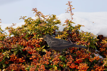 (Turdus merula) looking for fruit to eat in pyracantha orange glow.