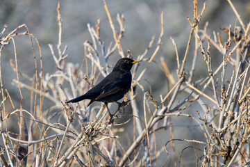 (Turdus merula) looking for fruit to eat in pyracantha orange glow.