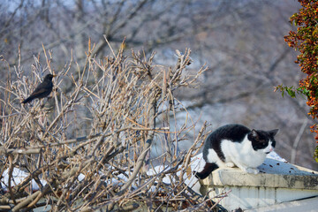 a cat sitting on a fence hunting