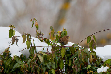 The wren (Troglodytes troglodytes), is one of the smallest birds in Eurasia.