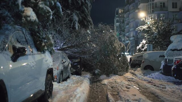 Tree fell onto luxury SUV, crushing it under its weight in brightly lit city street. Striking scene of urban chaos caused by extreme winter weather.