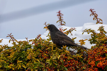 (Turdus merula) looking for fruit to eat in pyracantha orange glow.