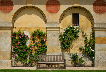 Climbing roses in the archs with wooden bench