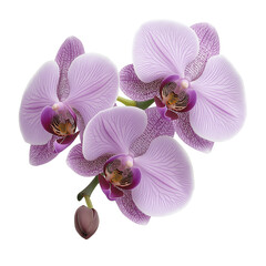 The image showcases a cluster of delicate purple orchids with intricate petal details and a single unopened bud, set against a black background.