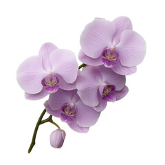 The image showcases a cluster of delicate purple orchids with intricate petal details and a single unopened bud, set against a black background.