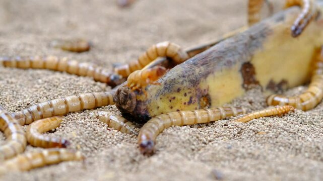 King mealworm (zophobas morio) is a popular feed ingredient that is widely used to give to reptiles, songbirds and other poultry.