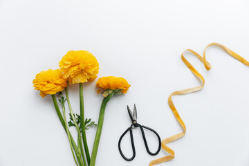 three yellow ranunculus on a white background