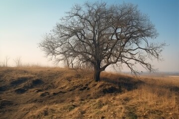 Fototapeta premium Solitary Tree Silhouette on Hillside in Autumnal Hues Under a Pale Blue Sky at Dusk or Dawn Landscape