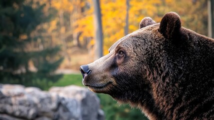 Majestic grizzly bear portrait forested area wildlife photography autumn environment side view nature concept