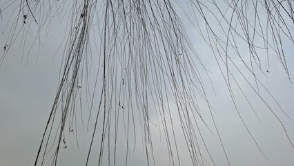 Leafless branches of the willow tree with a cloudy sky background