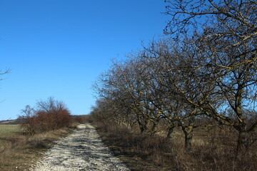 A dirt road with trees and a sign on it