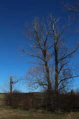 Obraz premium A tree with blue sky and words