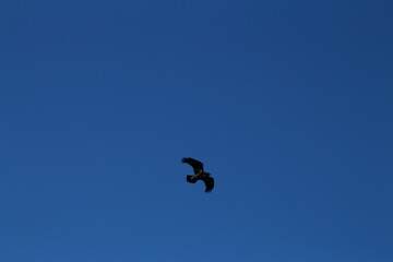 A bird flying in the sky