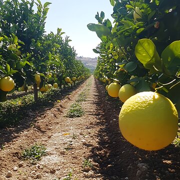Citrus orchard, ripe pomelos