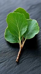 Fresh green kale leaves with prominent veins and stem on dark slate background, macro food photography showing natural texture and organic details.
