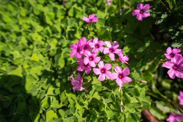 春のイモカタバミのピンクの花