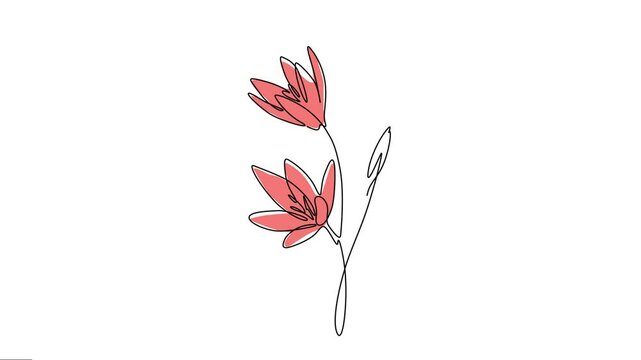 Animated Kaffir or river lily flowers elegance continuous line art. 