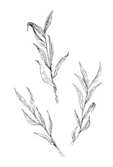 Hand drawn olive branches vector illustration.