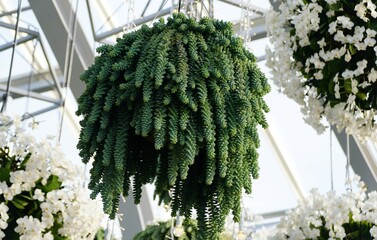 Lush, cascading Burro's Tail succulents in a hanging planter, with scientific name Sedum morganianum