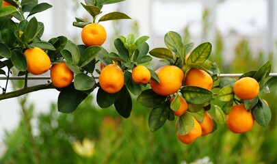 Close-up view of a Hybrid Kumquat 'Fukushu' tree with juicy fruits and green leaves