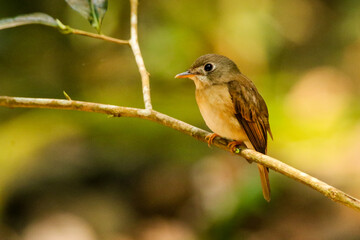 Asian brown breasted flycatcher from srilanka