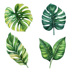 Botanical illustration featuring various green tropical leaves, lush foliage design for home decor or nature-themed projects. Isolated on white background or PNG