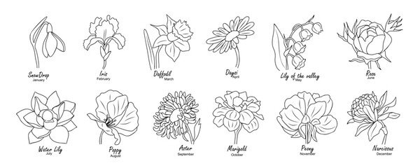 Birth month flowers. Set of floral line art vector illustrations. Snowdrop, daffodil, rose, daisy, poppy, lilies, peony, aster hand drawn black ink sketch isolated