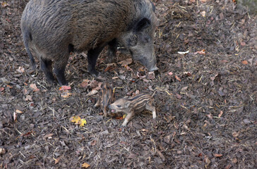 Wild Boar Mother and Her two Striped Piglets in a Natural Forest Habitat