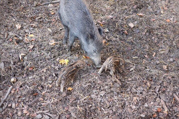 Wild Boar Mother and Her two Striped Piglets in a Natural Forest Habitat