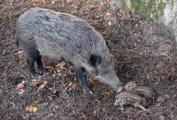 Wild Boar Mother and Her two Striped Piglets in a Natural Forest Habitat