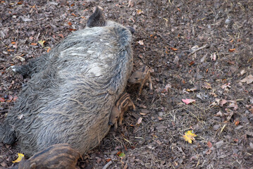 Three piglets are joyfully frolicking and playfully exploring beside next to the sleeping boar father