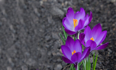 Group of purple crocus flowers. Close up of Crocus blossoming. Mountain flowers. Spring landscape. 