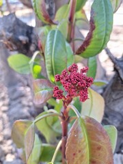 flowers in the garden